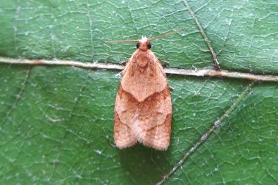 <i>Clepsis rurinana</i>