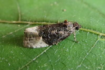 <i>Apotomis betuletana</i>