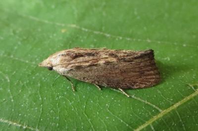<i>Galleria mellonella</i>