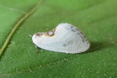 <i>Cilix hispanica</i>