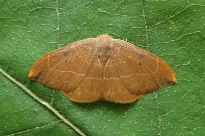 <i>Watsonalla binaria</i>