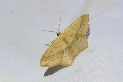 <i>Scopula imitaria</i>