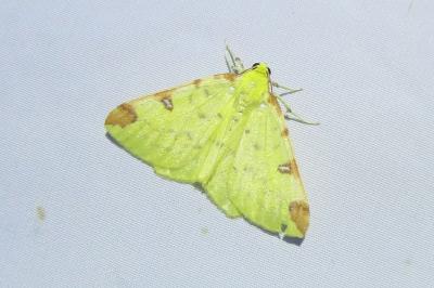 <i>Opisthograptis luteolata</i>