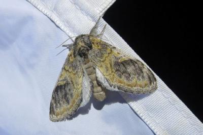 <i>Notodonta tritophus</i>