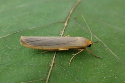 <i>Manulea complana</i>