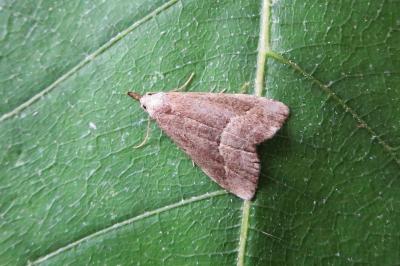 <i>Schrankia taenialis</i>