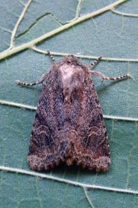 <i>Luperina testacea</i>