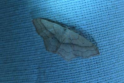 <i>Scopula imitaria</i>