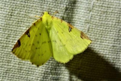 <i>Opisthograptis luteolata</i>