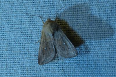 <i>Mythimna albipuncta</i>