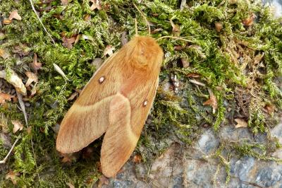 <i>Lasiocampa trifolii</i>