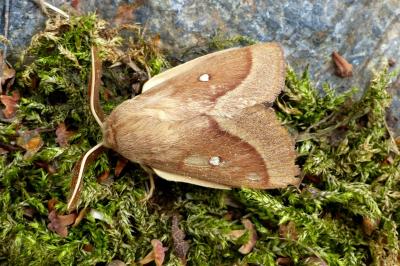 <i>Lasiocampa trifolii</i>