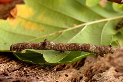 <i>Hypomecis punctinalis</i>
