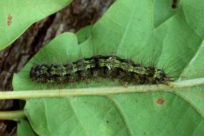 <i>Katha depressa</i>