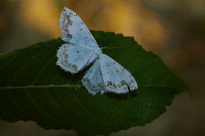 <i>Scopula ornata</i>
