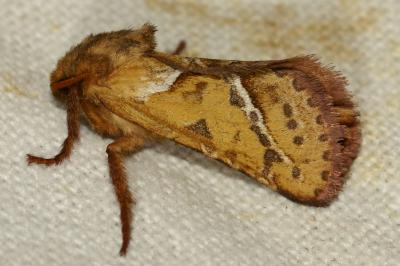 <i>Triodia sylvina</i>