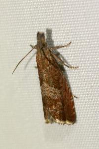 <i>Dichrorampha acuminatana</i>