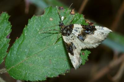 <i>Cosmorhoe ocellata</i>