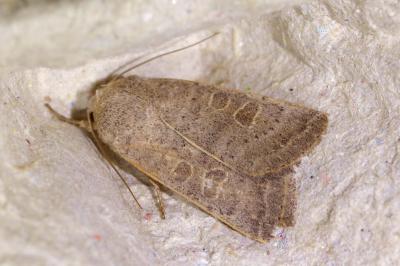 <i>Hoplodrina ambigua</i>