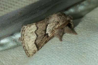<i>Trichiura crataegi</i>