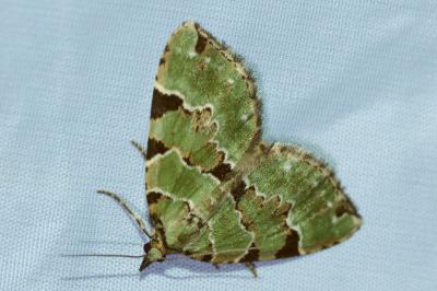 <i>Colostygia pectinataria</i>