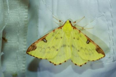 <i>Opisthograptis luteolata</i>