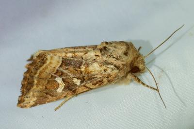 <i>Luperina dumerilii</i>