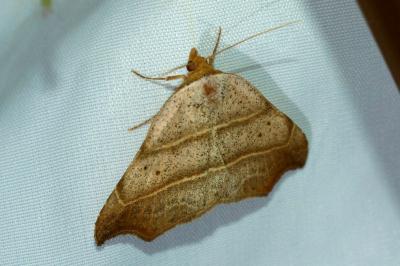 <i>Laspeyria flexula</i>