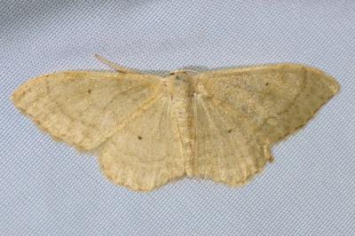 <i>Idaea straminata</i>