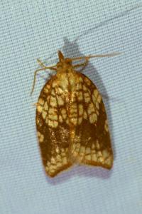 <i>Acleris rhombana</i>