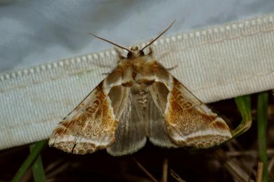 <i>Habrosyne pyritoides</i>