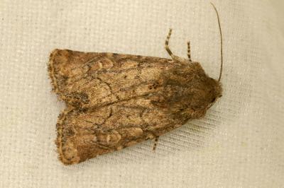 <i>Luperina testacea</i>