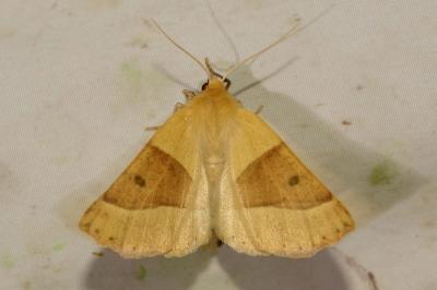 <i>Crocallis elinguaria</i>