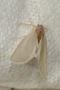 <i>Acentria ephemerella</i>