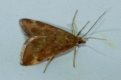 <i>Pyrausta despicata</i>