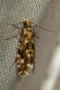 <i>Nemapogon cloacellus</i>