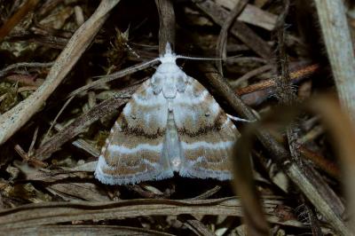<i>Meganola albula</i>