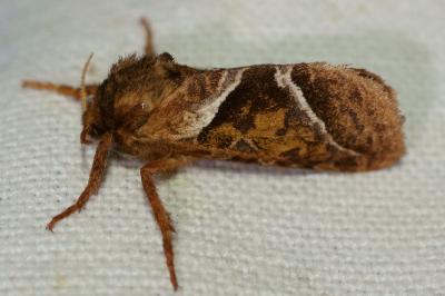 <i>Triodia sylvina</i>