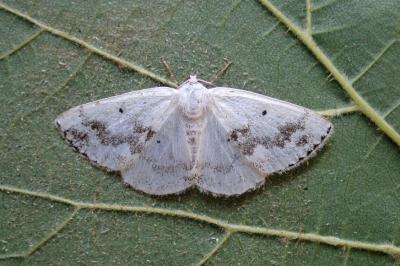 Lomographa temerata