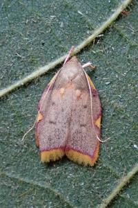<i>Carcina quercana</i>
