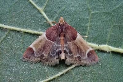 <i>Pyralis farinalis</i>