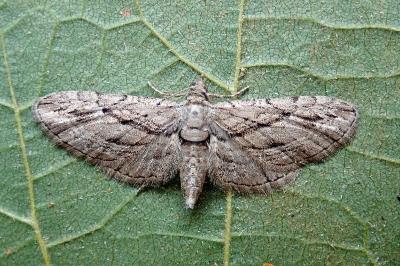 <i>Eupithecia phoeniceata</i>