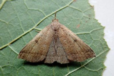 <i>Polypogon plumigeralis</i>