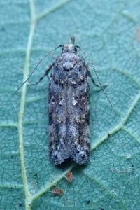 <i>Teleiopsis diffinis</i>