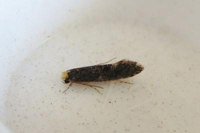<i>Monopis laevigella</i>