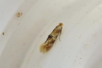 <i>Bucculatrix ulmella</i>