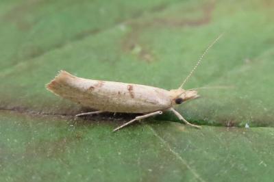 <i>Ypsolopha alpella</i>