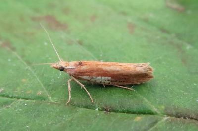 <i>Ypsolopha parenthesella</i>