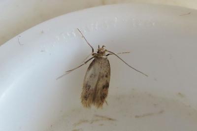 <i>Borkhausenia nefrax</i>