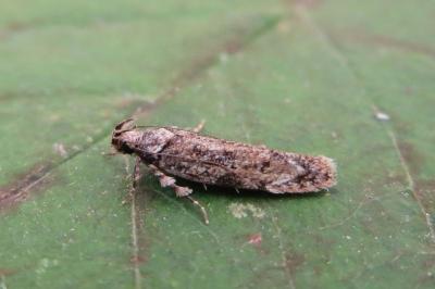 <i>Psoricoptera gibbosella</i>